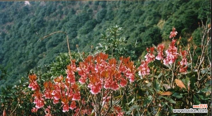 深山含笑花语是什么？它背后有哪些美丽传说？