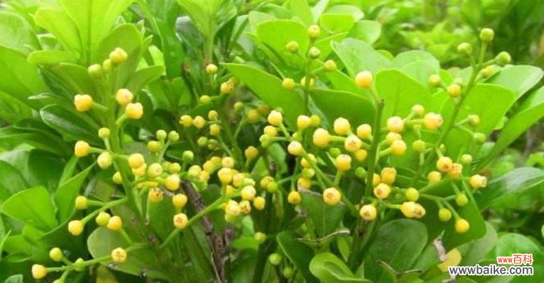 深山含笑花语是什么？它背后有哪些美丽传说？