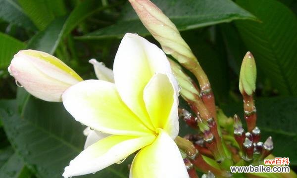 深山含笑花语是什么？它背后有哪些美丽传说？