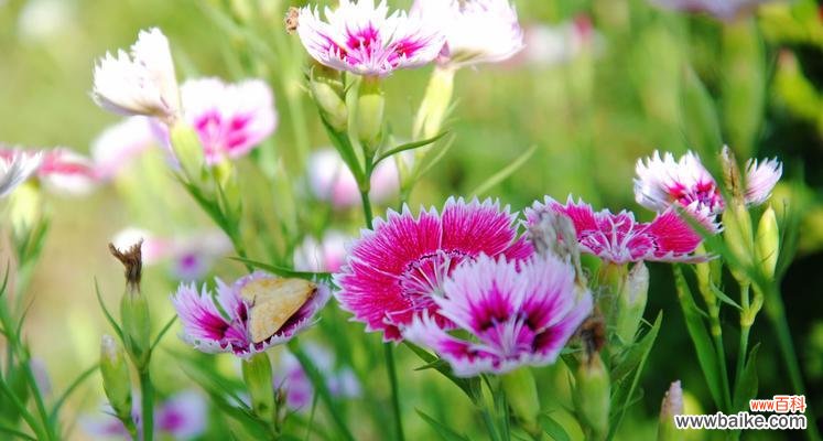 石竹花语代表什么？石竹的花语含义有哪些？