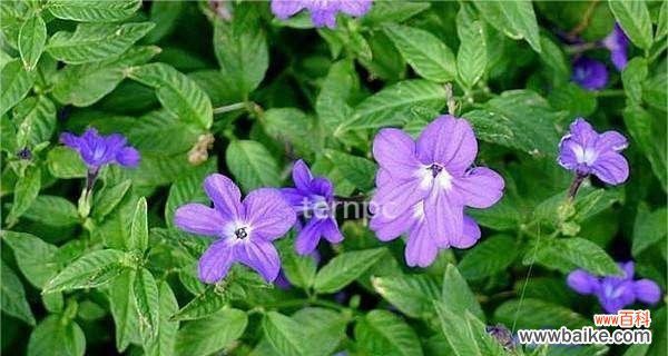 水晶花的花语是什么?了解水晶花的寓意和象征意义?