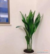 从光照、温度到肥料，全方位呵护一叶兰开出美丽花朵 一叶兰开花全攻略