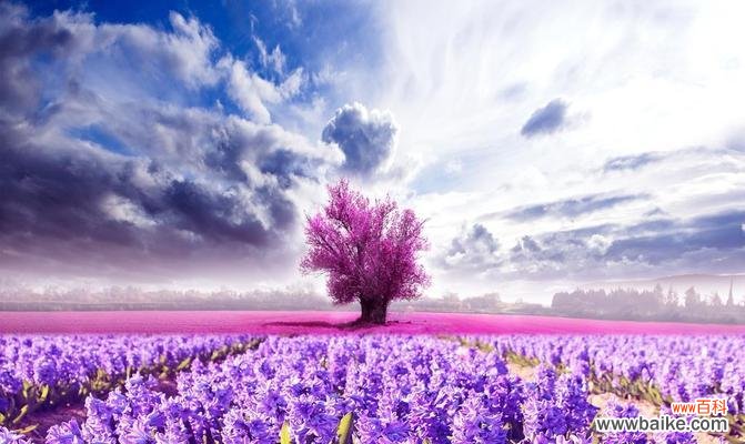探索薰衣草神秘的色彩世界 薰衣草的颜色
