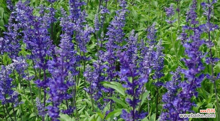 探索薰衣草神秘的色彩世界 薰衣草的颜色