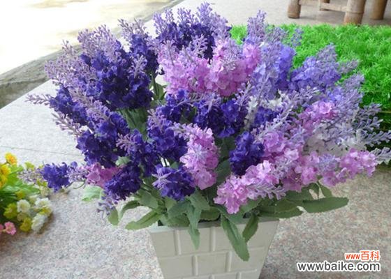 探索薰衣草神秘的色彩世界 薰衣草的颜色