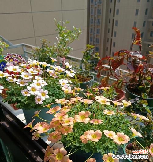 开花时间长达5个月，鲜艳色彩独具魅力 酢浆草长花期品种——紫花酢浆草