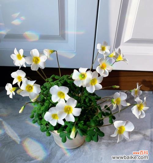 开花时间长达5个月，鲜艳色彩独具魅力 酢浆草长花期品种——紫花酢浆草