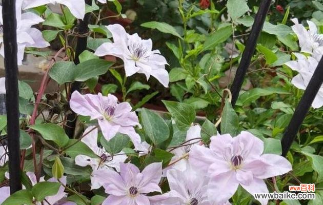 打造美丽庭院的秘诀 铁线莲的养殖方法与注意事项