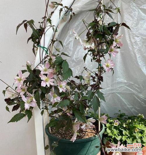 打造美丽庭院的秘诀 铁线莲的养殖方法与注意事项