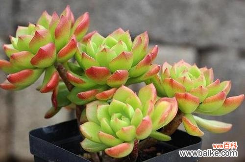 打造健康多肉的八大技巧 秋季多肉养护全攻略