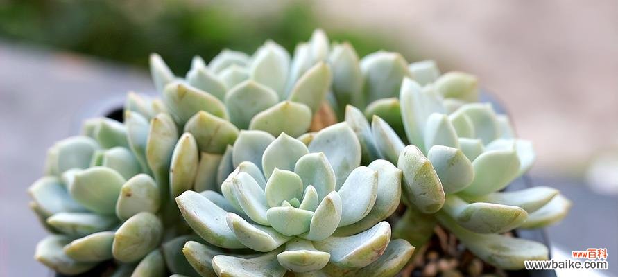 打造健康多肉的八大技巧 秋季多肉养护全攻略