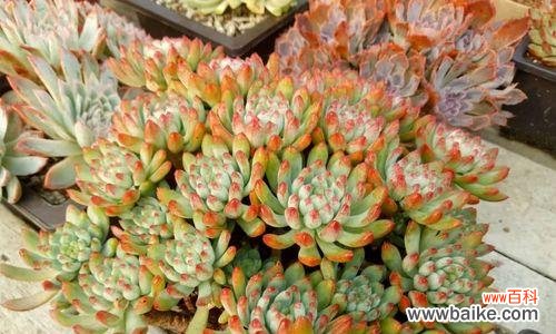 打造健康多肉的八大技巧 秋季多肉养护全攻略