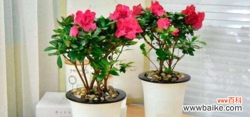 培育漂亮的杜鹃花，从这里开始 杜鹃花的养殖与管理