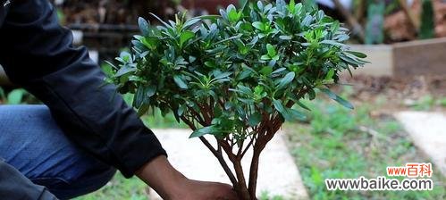 培育漂亮的杜鹃花，从这里开始 杜鹃花的养殖与管理