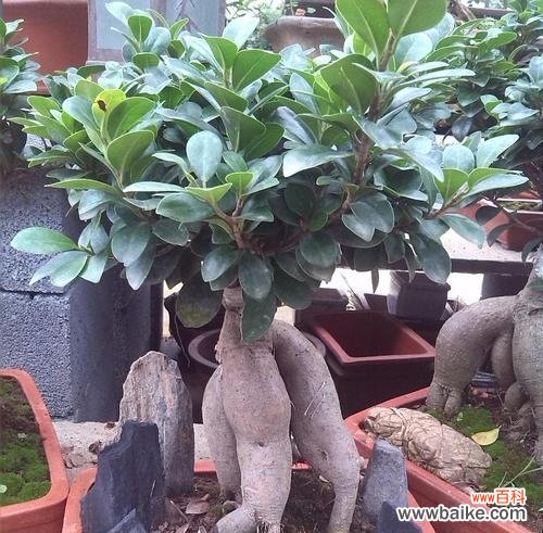 如何科学合理地浇水让小叶榕树长得更健康 小叶榕树盆景的浇水技巧