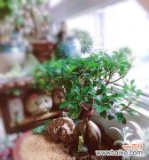 如何科学合理地浇水让小叶榕树长得更健康 小叶榕树盆景的浇水技巧