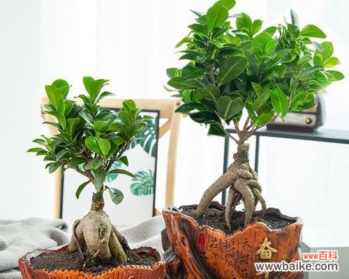 如何科学合理地浇水让小叶榕树长得更健康 小叶榕树盆景的浇水技巧