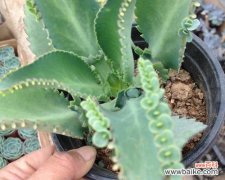 落地生根花的养护技巧及注意事项 如何养护落地生根花？