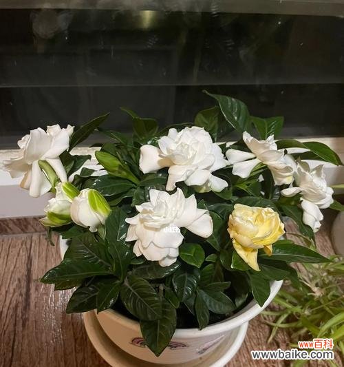 让您的栀子花茁壮成长 如何选择栀子花盆？