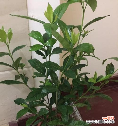 让您的栀子花茁壮成长 如何选择栀子花盆？