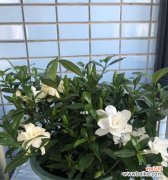 让您的栀子花茁壮成长 如何选择栀子花盆？