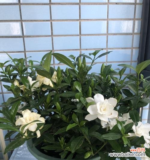 让您的栀子花茁壮成长 如何选择栀子花盆？