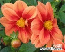 了解大丽花种子，让你的花园更美丽 大丽花种子的获取与繁殖方法