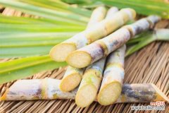 甘蔗的虫害防治