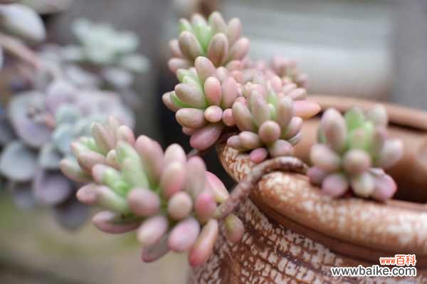 虹之玉长白虫子怎么办?