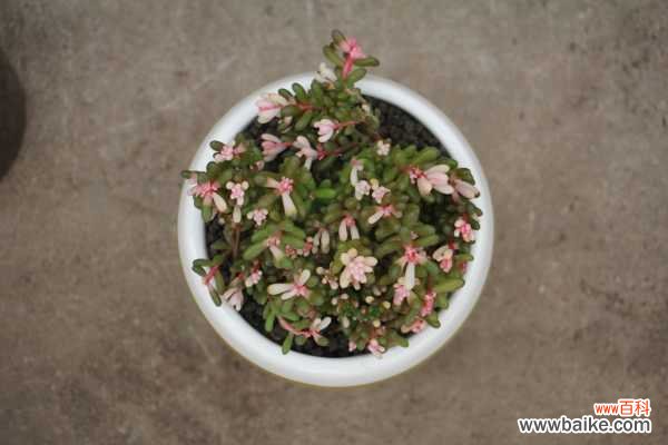 虹之玉长白虫子怎么办?