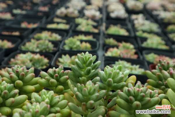 虹之玉长白虫子怎么办?