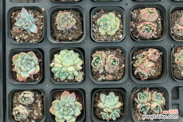 多肉的五种驱虫方法