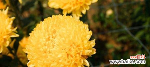 深入探索菊花的美丽与含义 菊花的品质与象征