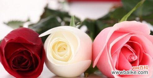 传递真挚感情 菊花的花语与寓意