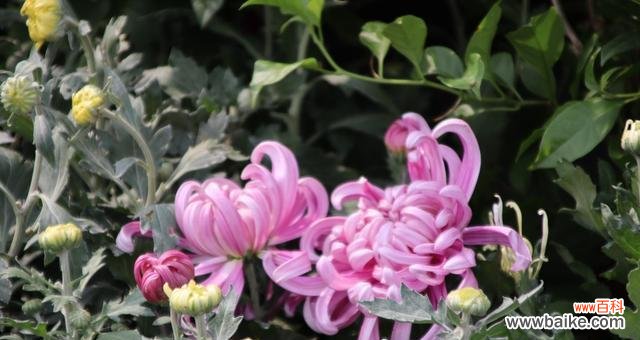 以白菊花为主题的象征之旅 白菊花的象征意义与寓意