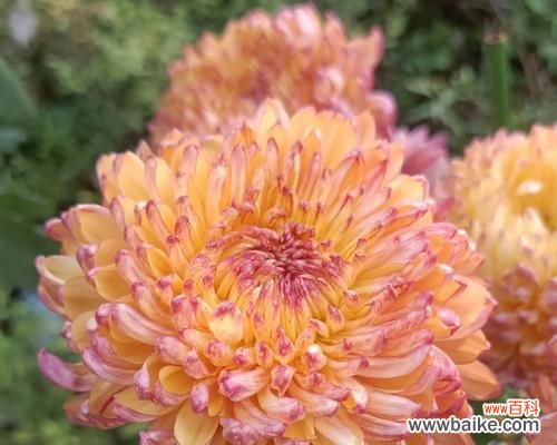 以白菊花为主题的象征之旅 白菊花的象征意义与寓意