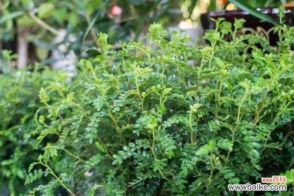 胡椒木的病虫害防治