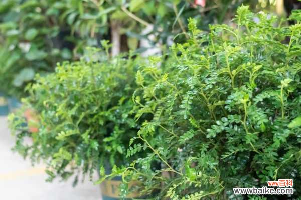 胡椒木的病虫害防治