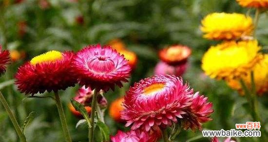 菊花的美丽与寓意 菊花的特点和象征意义