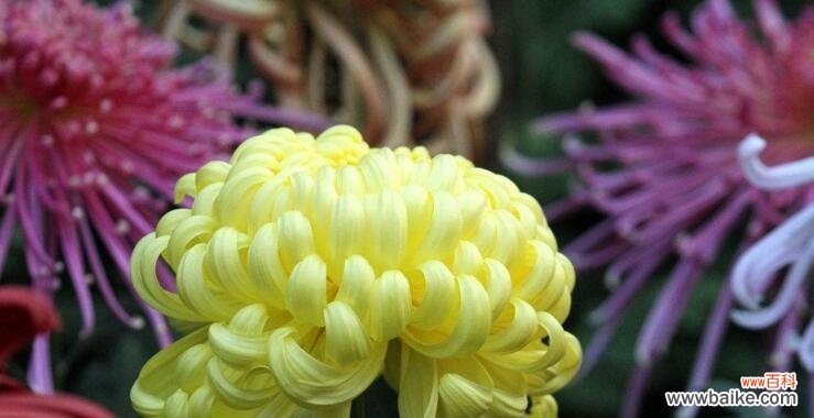 菊花的美丽与寓意 菊花的特点和象征意义