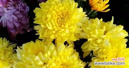 探寻菊花的深层内涵与文化传承 菊花的花语与象征意义