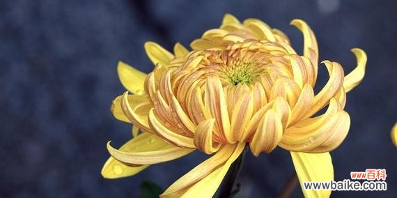 探寻菊花的深层内涵与文化传承 菊花的花语与象征意义