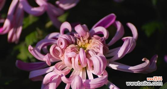 探寻菊花的深层内涵与文化传承 菊花的花语与象征意义