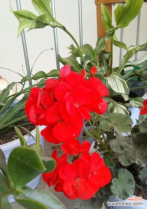 天竺葵花语是什么？如何用天竺葵表达情感？