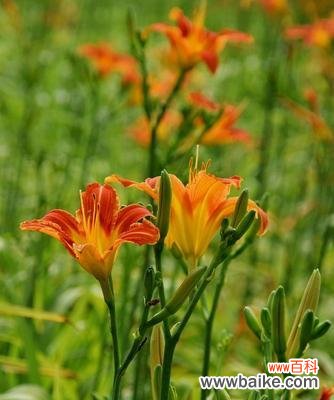 忘忧草的花语是什么?它的寓意和象征意义有哪些?