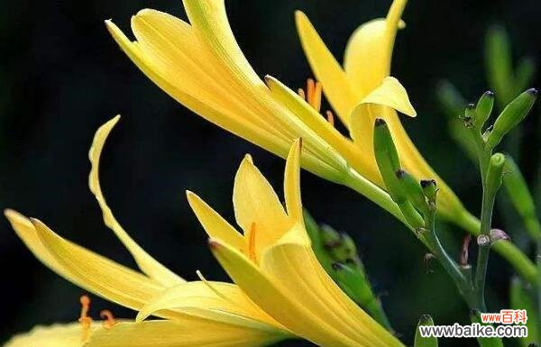 忘忧草的花语是什么?它的寓意和象征意义有哪些?