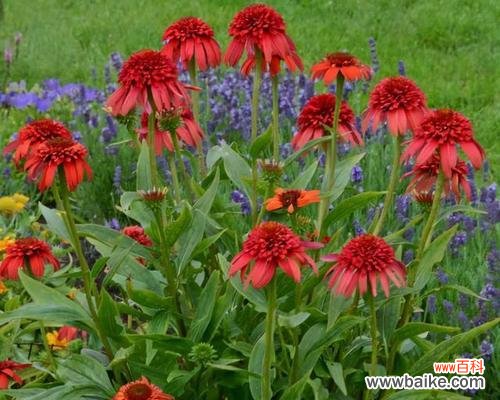 松果菊的花语有哪些含义？