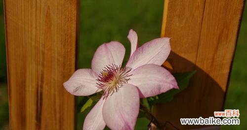 铁线莲的花语是什么？如何正确解读铁线莲的象征意义？