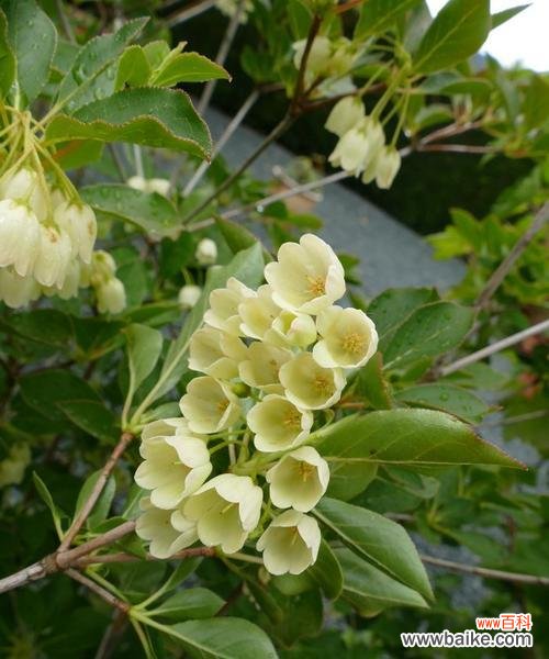 天竺桂的花语寓意是什么?如何正确解读天竺桂的象征意义?