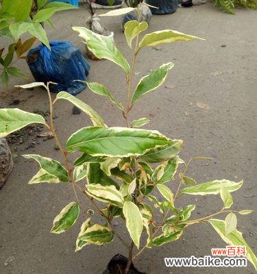 天竺桂的花语寓意是什么?如何正确解读天竺桂的象征意义?